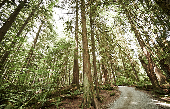north-vancouver-forest-trail